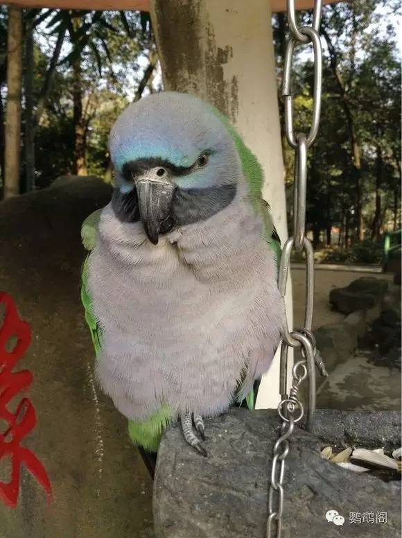 成都鸟语林注册资金(成都塔子山公园鸟语林)