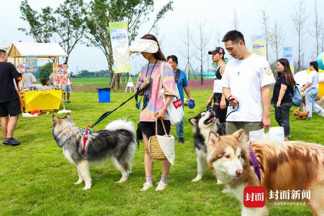 成都狗狗注册(成都狗狗领养网站)