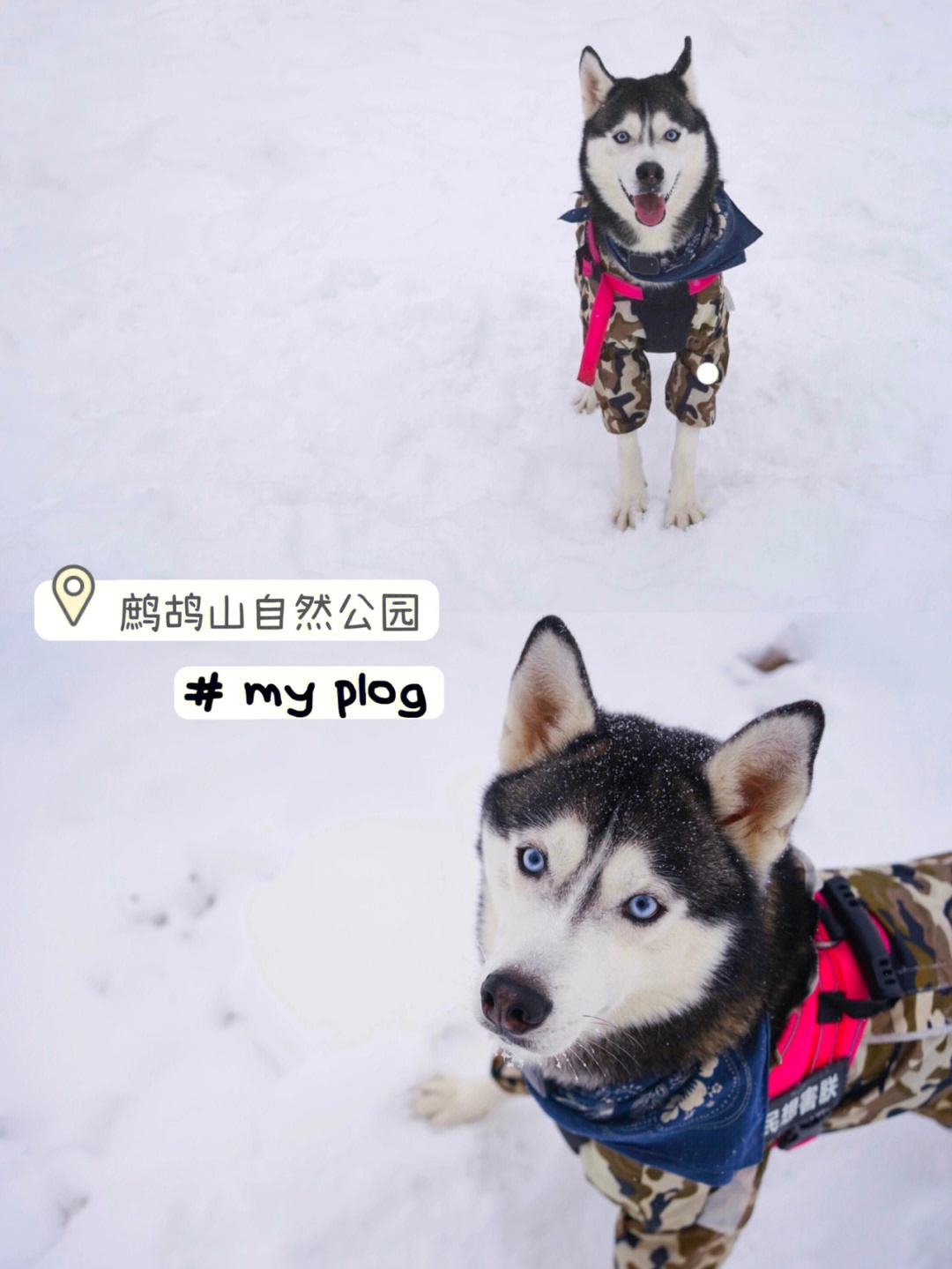 成都狗狗注册(成都狗狗领养网站)