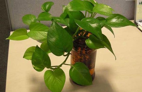 领导屋seo 纸牌屋seo伪原创 