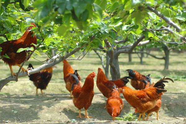 农村小鸡创业项目(农村小本创业项目成功案例)