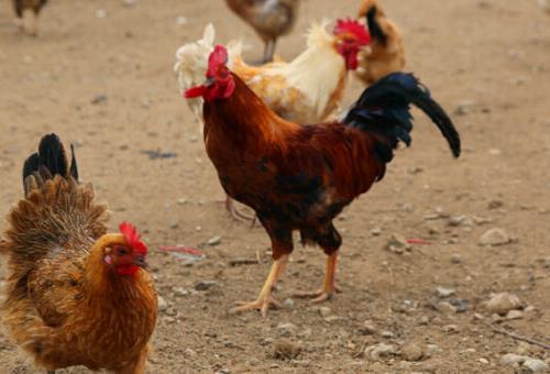 农村小鸡创业项目(农村小本创业项目成功案例)