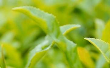 创业项目茶叶(茶叶生产创业计划书)