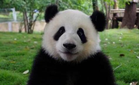 熊猫创业项目(“熊猫不走”再获融资，问题来了，送一盒蛋糕有多大钱途？)
