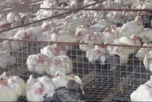 致富门路创业项目养殖(农村最赚钱的养殖创业项目有哪些)