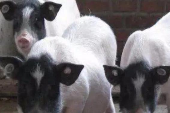 致富门路创业项目养殖(农村最赚钱的养殖创业项目有哪些)