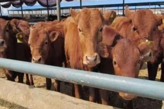 致富门路创业项目养殖(农村最赚钱的养殖创业项目有哪些)