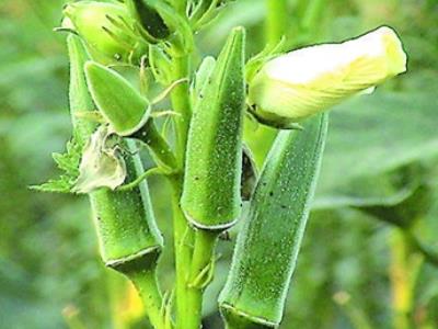 农村种植创业项目(农村创业种植项目大全 这几个项目是最好的)