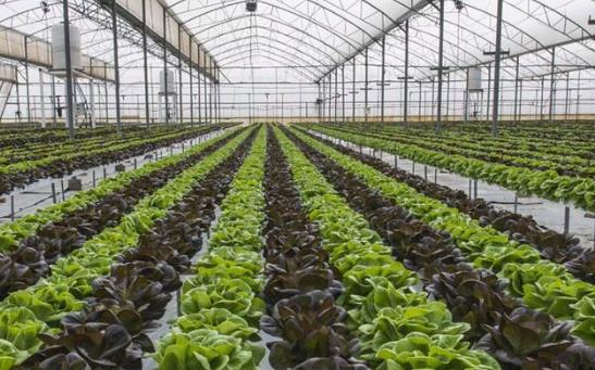 大本创业项目致富(13个农村创业致富的好项目)