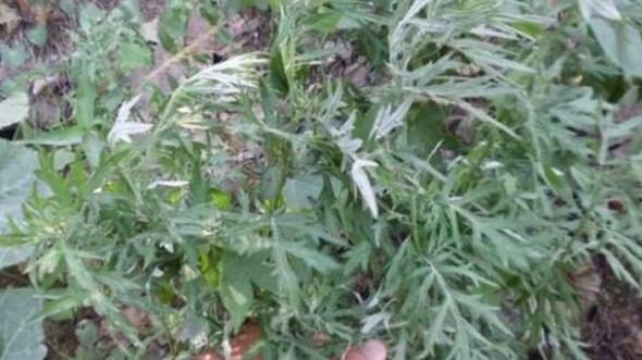 艾草养生创业项目(加盟艾灸店哪家好)