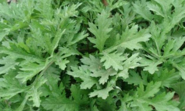 艾草养生创业项目(加盟艾灸店哪家好)