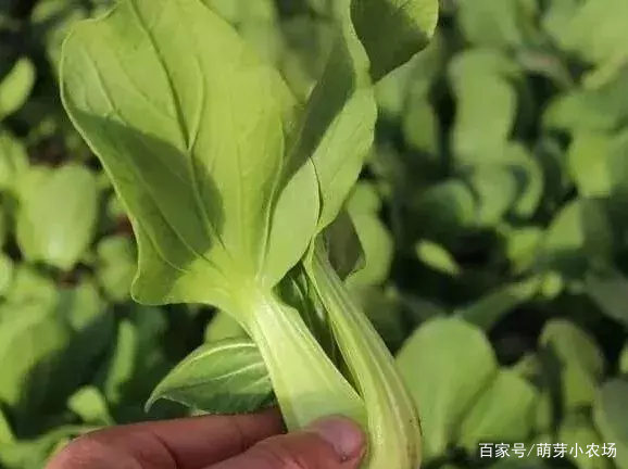 创业项目照片墙(摄影创业计划书)