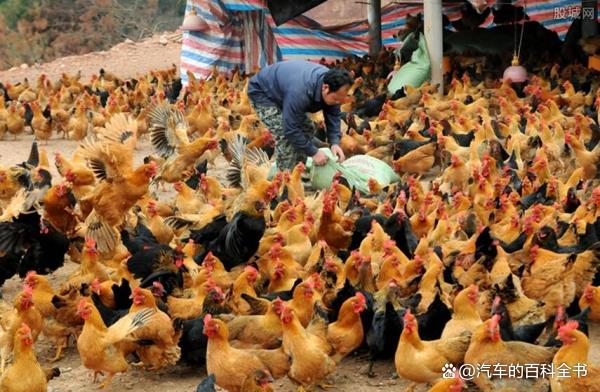 返乡创业项目养殖项目(适合农村种植养殖项目)