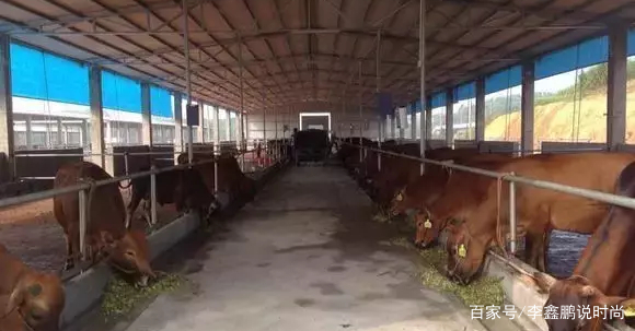 深圳养牛创业项目(肉牛养殖创业计划书范文)