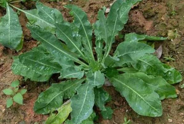 种植草药创业项目(现在种植什么药材最赚钱)