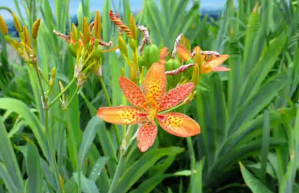 种植草药创业项目(现在种植什么药材最赚钱)