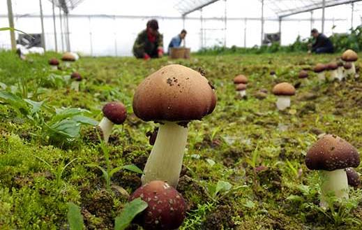 野生菌创业项目(农村创业项目-7个未来发财致富的项目)