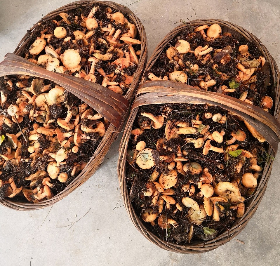 野生菌创业项目(农村创业项目-7个未来发财致富的项目)