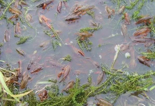 一万元创业项目有哪些(1万元可以怎么创业)