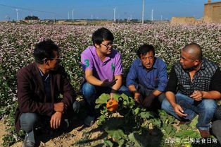 大学生回乡创业项目(回乡创业，做什么最合适？有推荐的吗？)