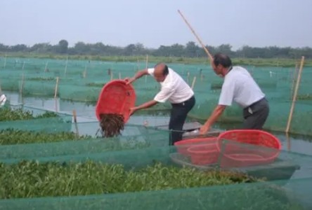 养殖致富创业项目(农村养殖好项目有哪些)