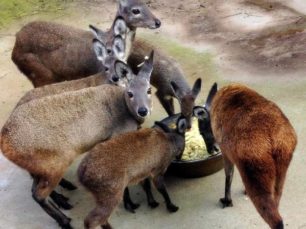 麝香养殖创业项目(林麝养殖前景，你觉得怎么样？)