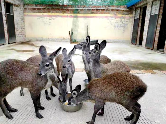 麝香养殖创业项目(林麝养殖前景，你觉得怎么样？)