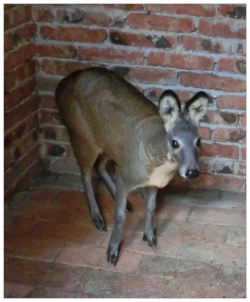 麝香养殖创业项目(林麝养殖前景，你觉得怎么样？)