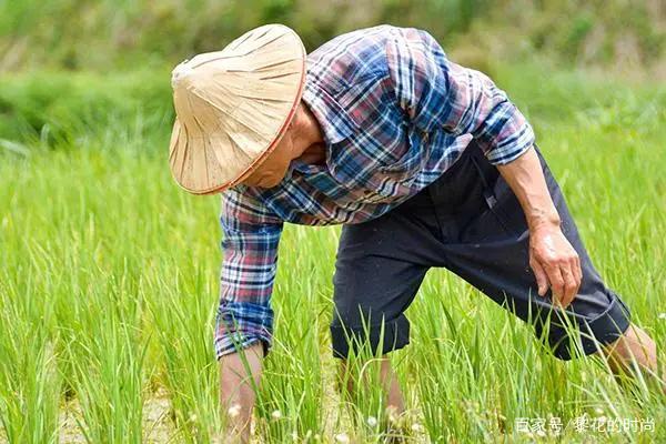 有机水稻创业项目(大学生环保节能创业项目)