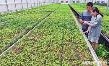 有机水稻创业项目(大学生环保节能创业项目)