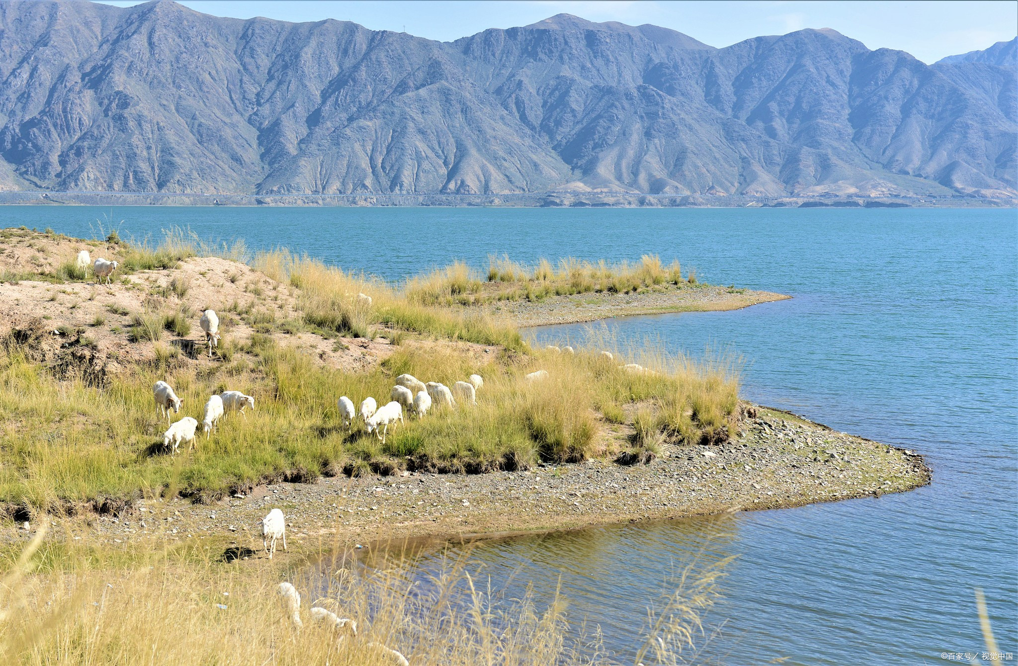 5万养殖创业项目(用5万元发展养殖业，你会选何种养殖业才不容易亏损？)