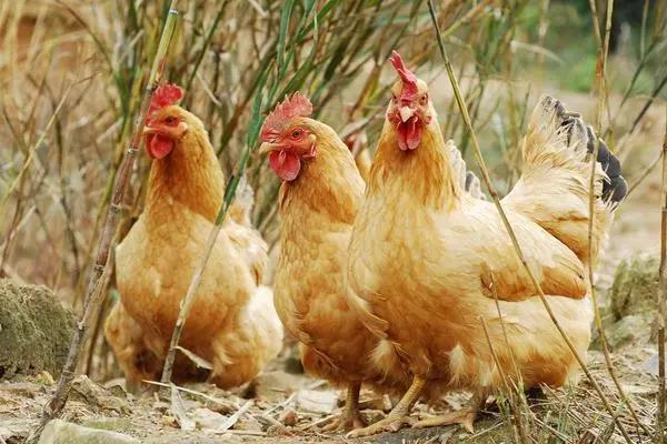 头条养殖创业项目(农村养殖业什么最赚钱：15个养殖项目？)