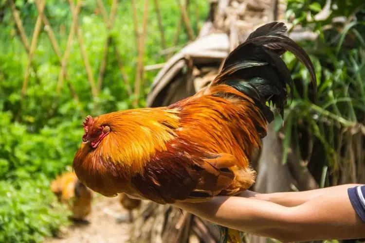 2015创业项目养殖(10个小本养殖创业项目)