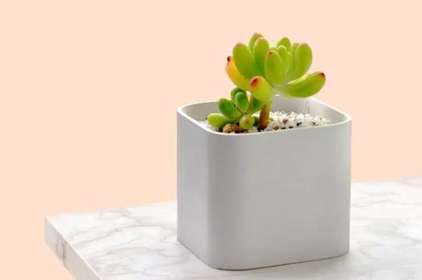 室内创业项目(适合在家创业的好项目有哪些)