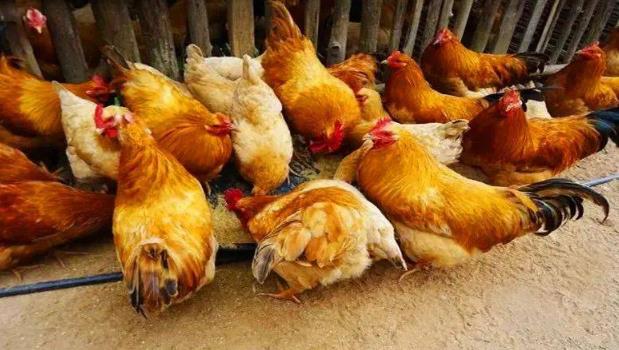 小鸭苗创业项目(鸭子的养殖技术有哪些)