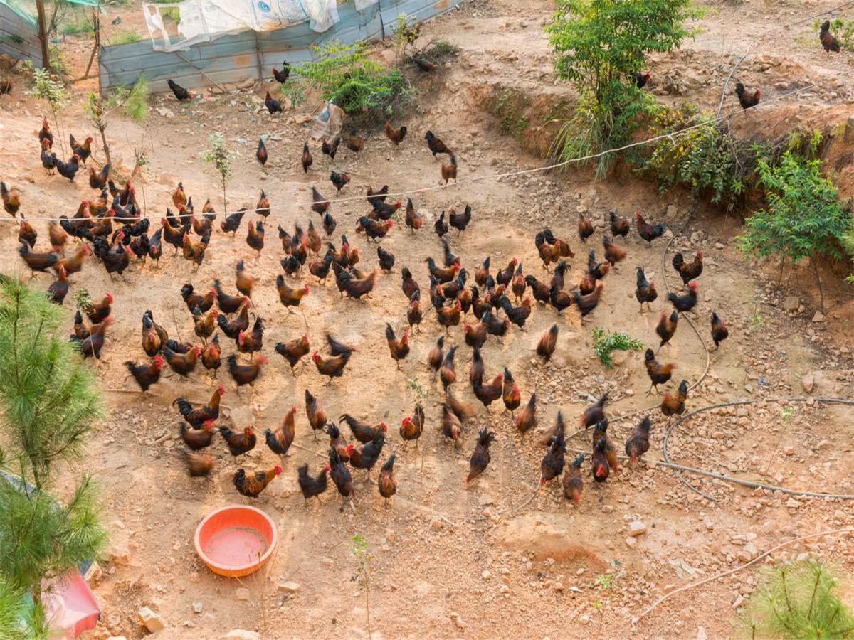 农村创业项目理由(选择创业项目的理由怎么写？)