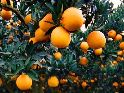 创业项目剪纸加工(适合40岁女人创业项目)