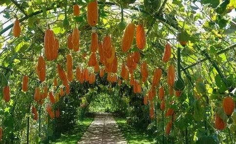 土地创业项目(农村土地流转已成趋势，有没有什么适合我们不种地农民的创业项目？)