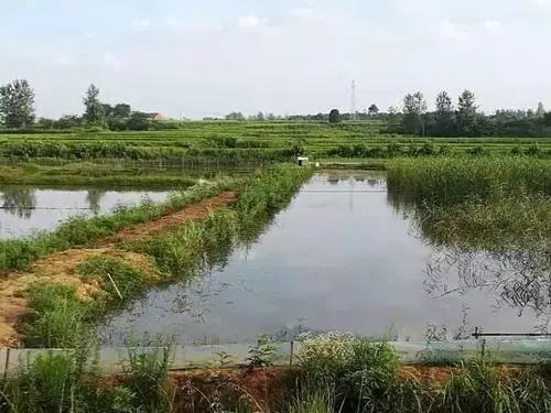 粮食创业项目(粮油店创业计划书)