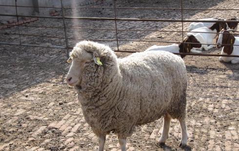 创业项目销路问题(不愁销路的小工厂项目)