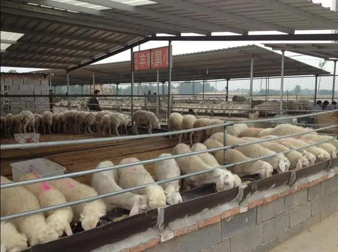 巫溪县扶贫创业项目(开林集团的发展历程是怎样的？)