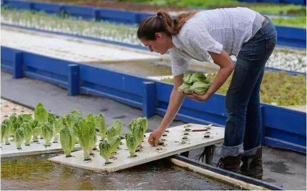 国外种菜创业项目(国外新颖创业项目有哪些)