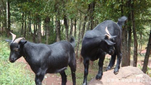 山羊放养创业项目(养羊创业计划书怎么写)