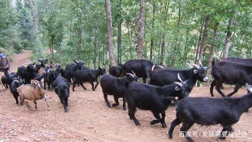 山羊放养创业项目(养羊创业计划书怎么写)