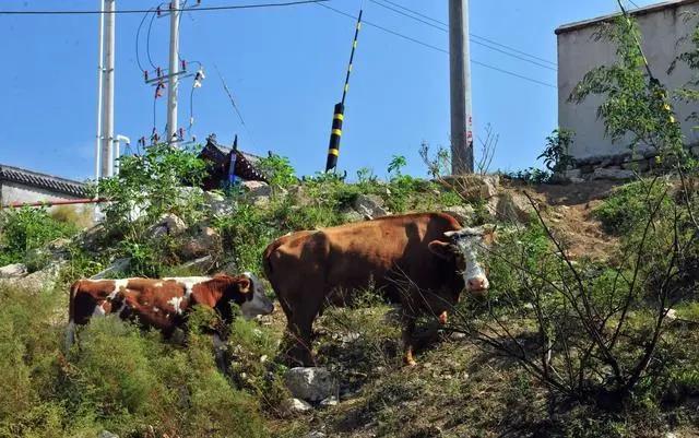 关于牛的创业项目(致富经养牛致富故事)