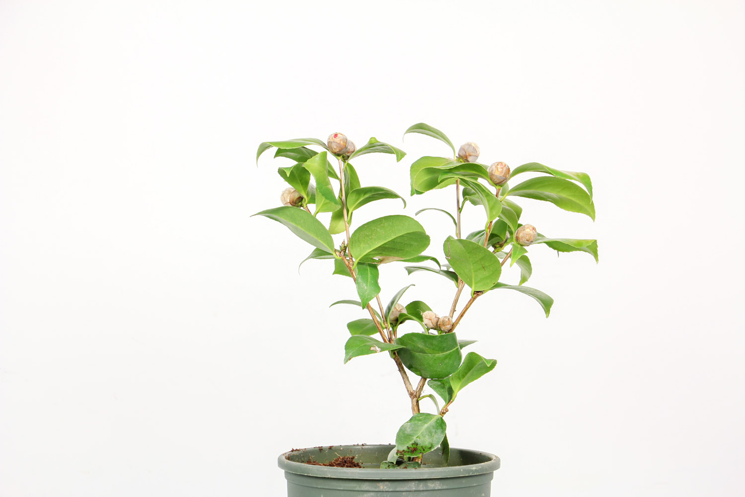 创业项目种植茶花(茶花怎么种植方法)