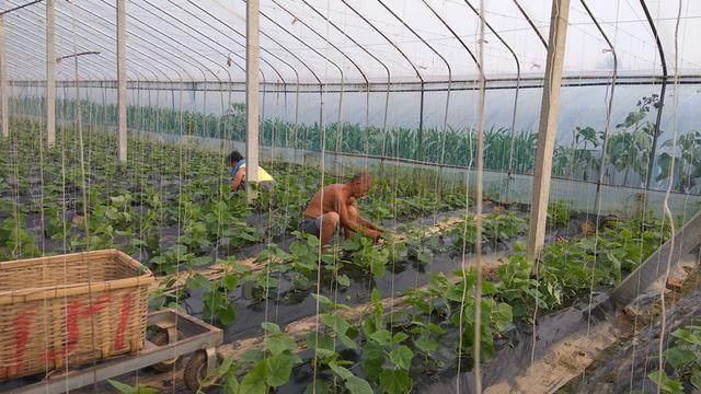 金塔农民创业项目(适合在农村做的25个项目)