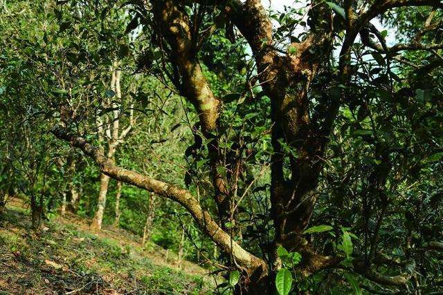 创业项目种植茶树(茶叶生产创业计划书)