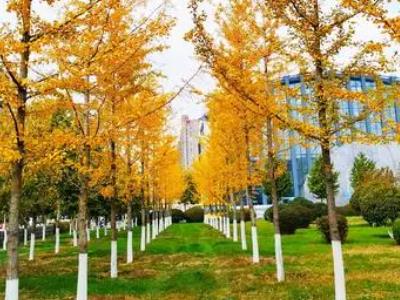 农民自费创业项目(13个农村创业致富的好项目)