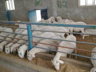 农民自费创业项目(13个农村创业致富的好项目)